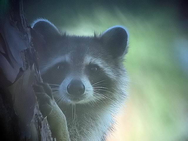 Racoon