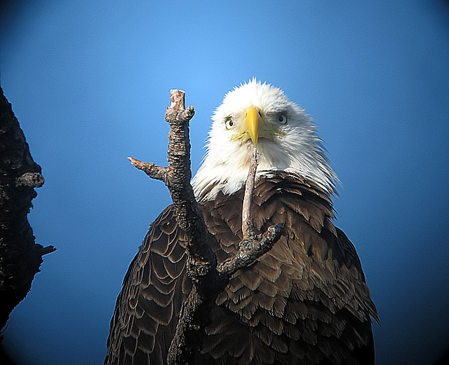 bald eagle