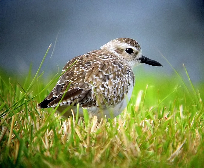 wintering plover