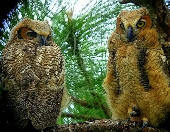 juvenille horned owl siblings
