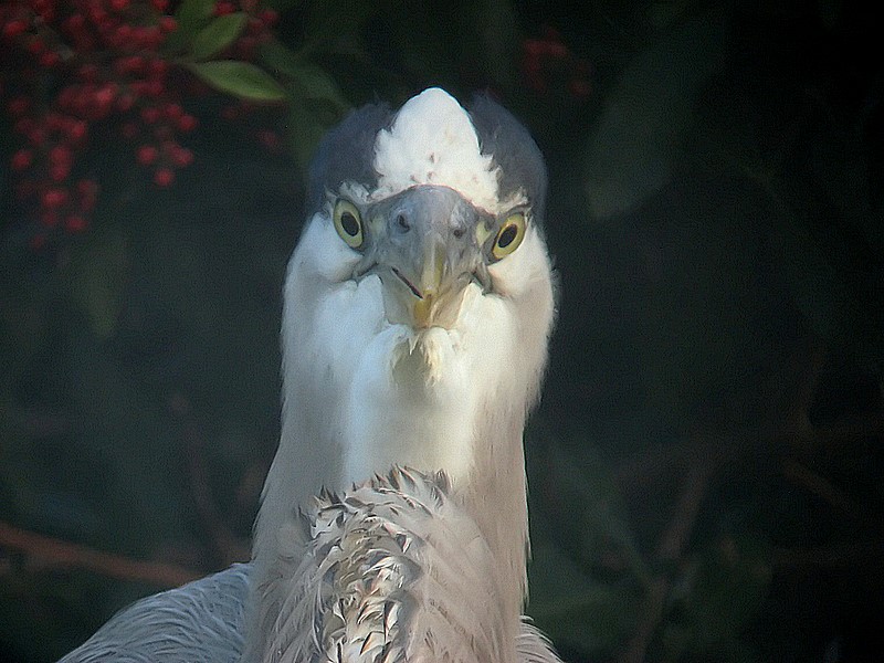 great blue heron