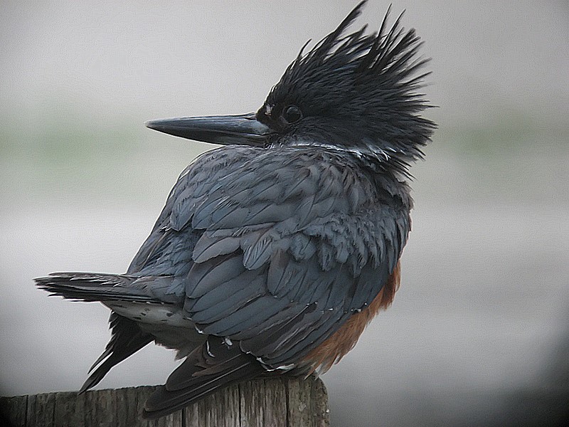 kingfisher