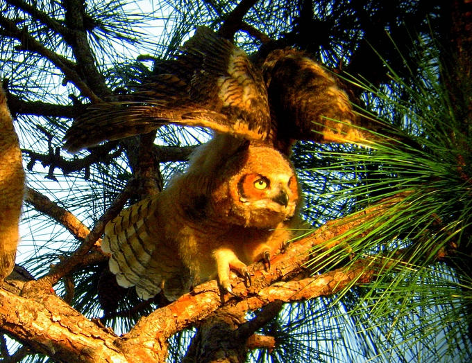 juvenille horned owl