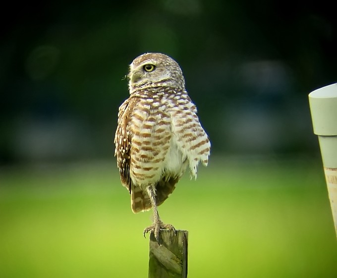 Burrowing owl