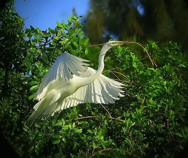 Great Egret building