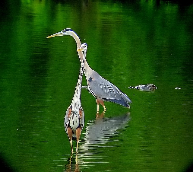 2 Herons & a Gator walk into a bar...