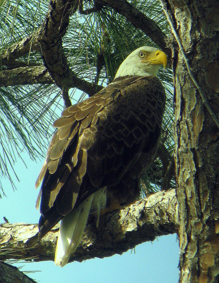 bald eagle