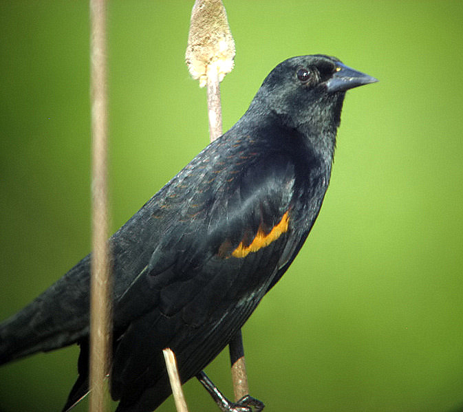 Redwing Blackbird