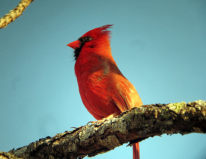 cardnial