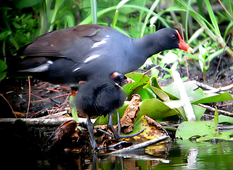 gallinules