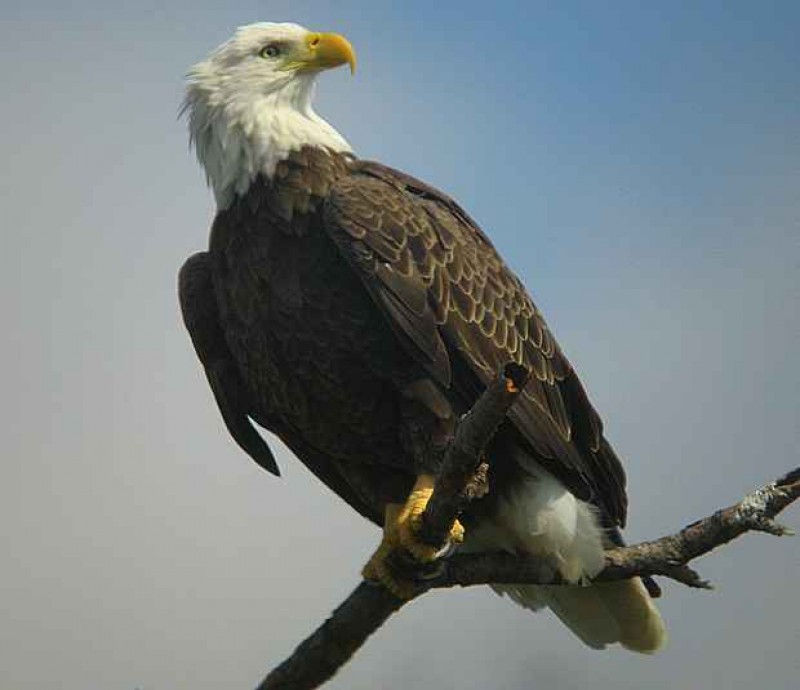  bald eagle