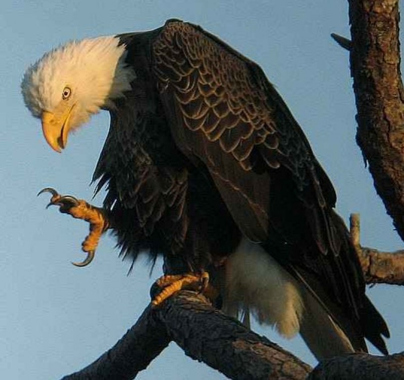 nefarious bald eagle