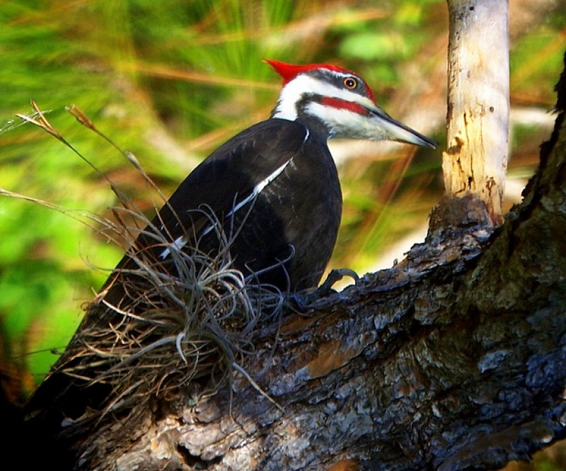 pileated woodpecker