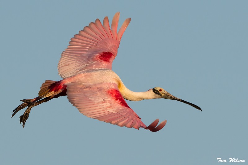 Roseate Spoonbill in flight.