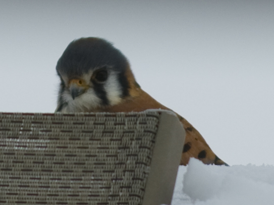 American Kestrel