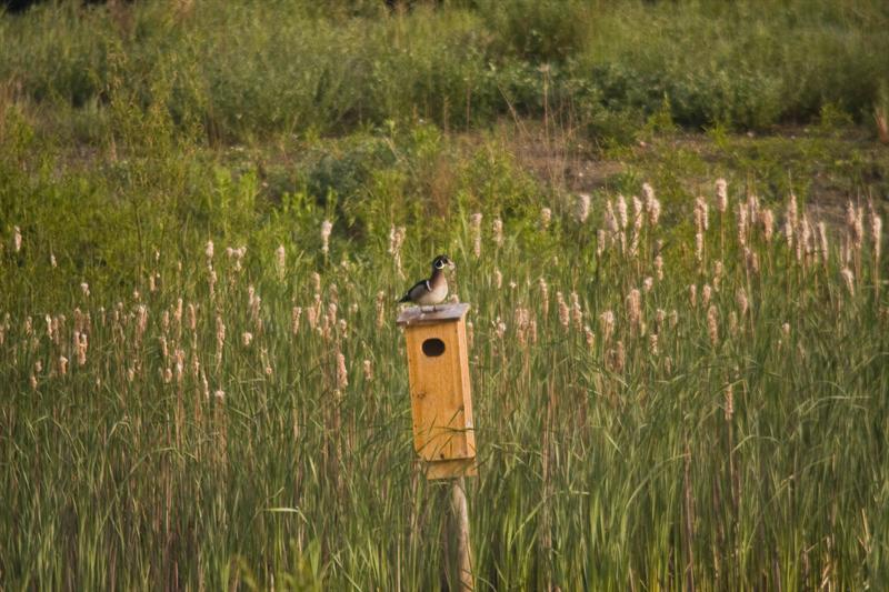 Wood Duck 