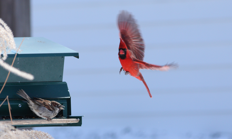 Seed Fight!