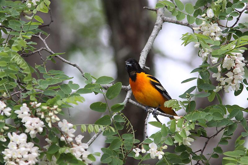 Oriole in Locust