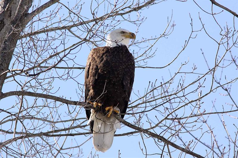 Connecticut Bald Eagle
