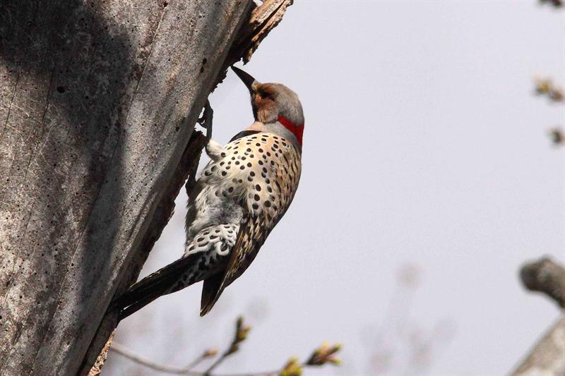 Northern Flicker