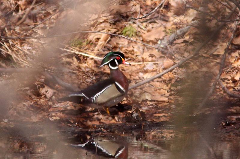 Wood Duck