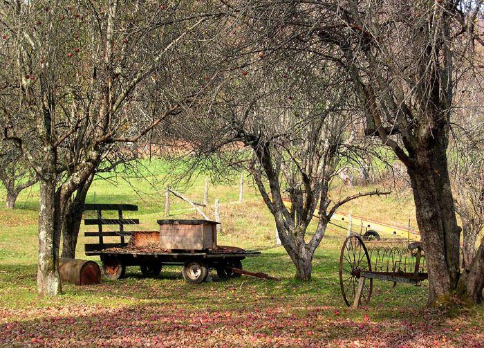 Forgotten in the orchard