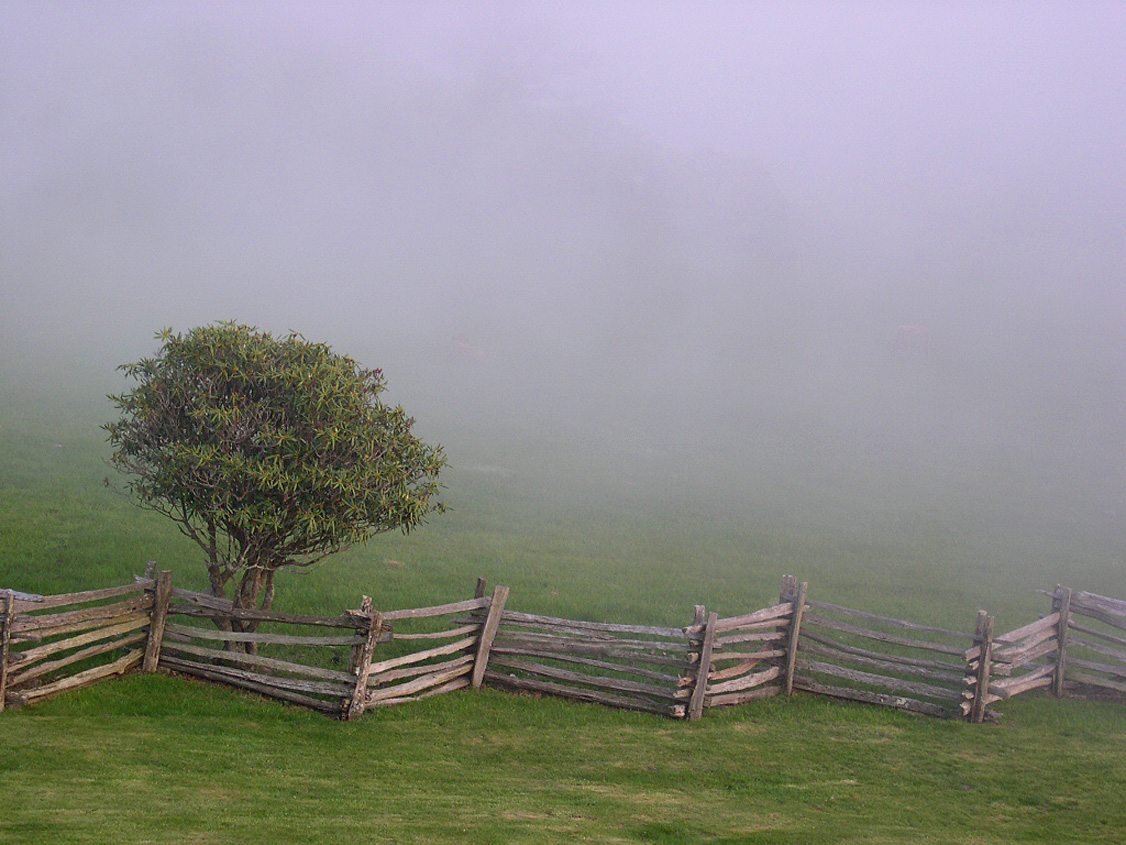 Mist