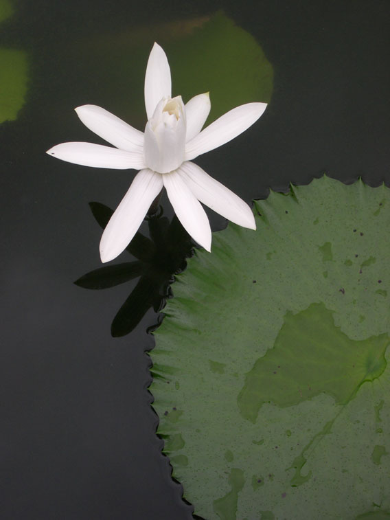 Peace Lily