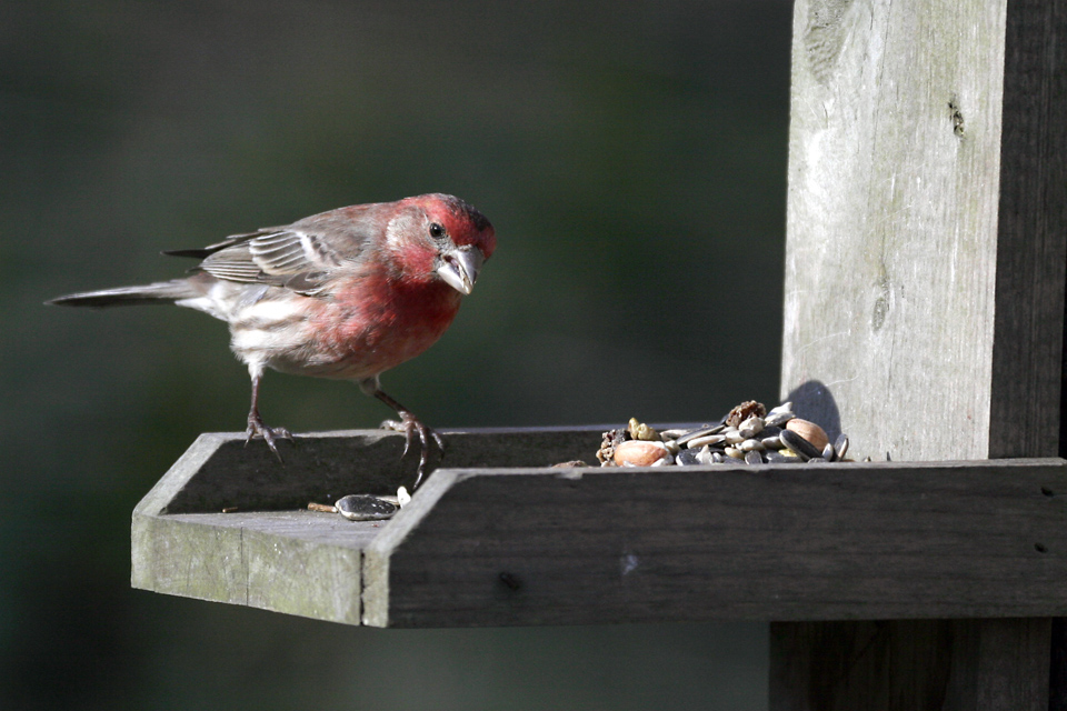 House Finch