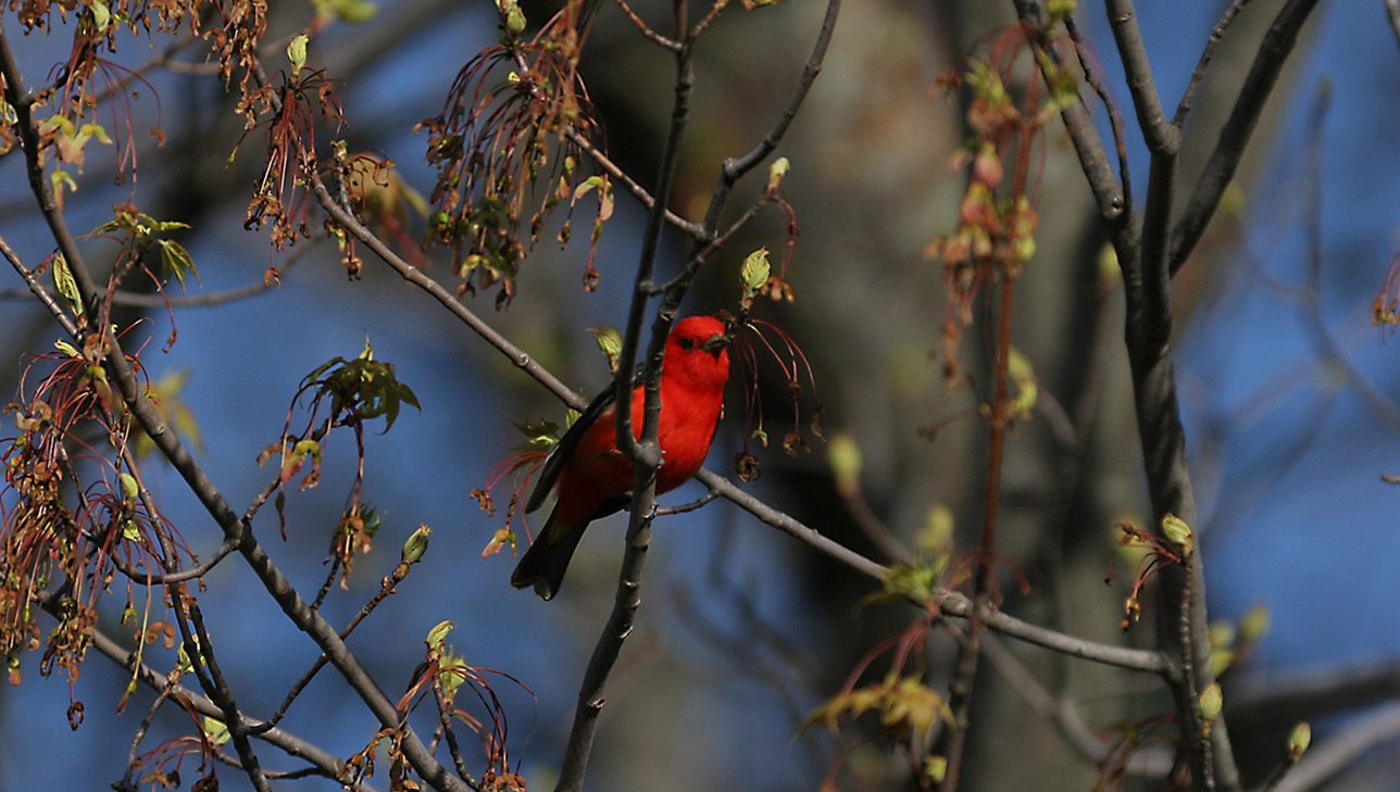 Scarlet Tanager