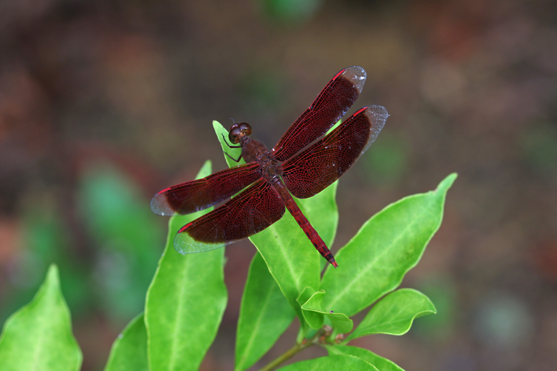 Dragonfly