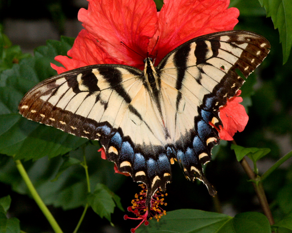 Papilio Glaucus female