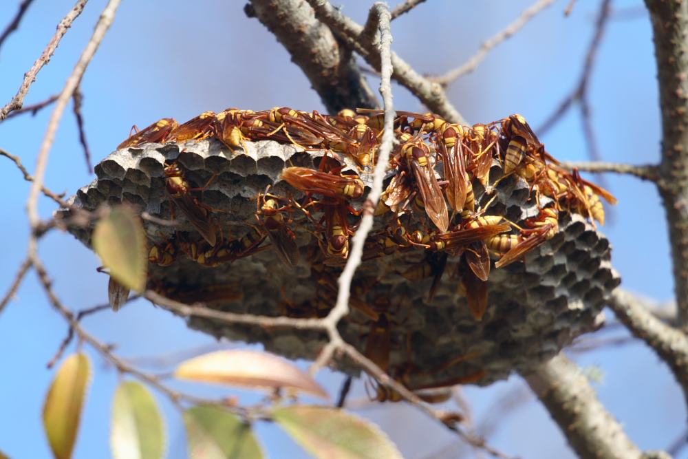 wasp nest