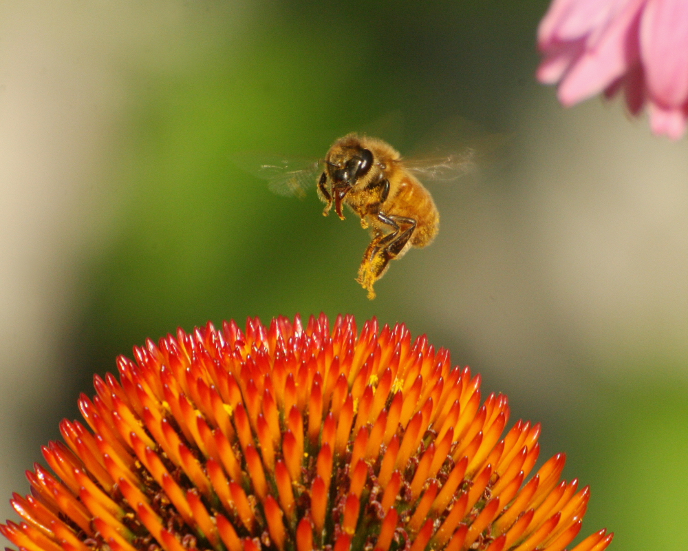 bad tasting flower