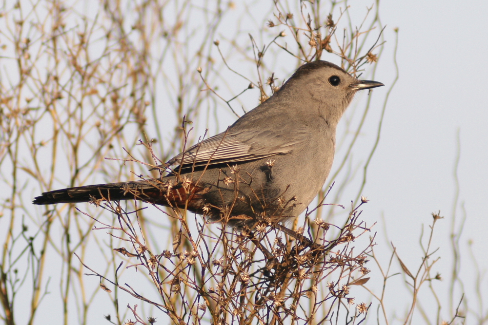 Cat Bird in Tampa, Fl