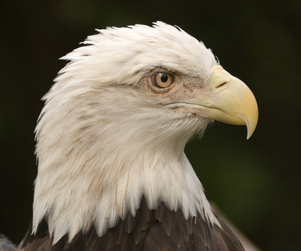 Eagle eye