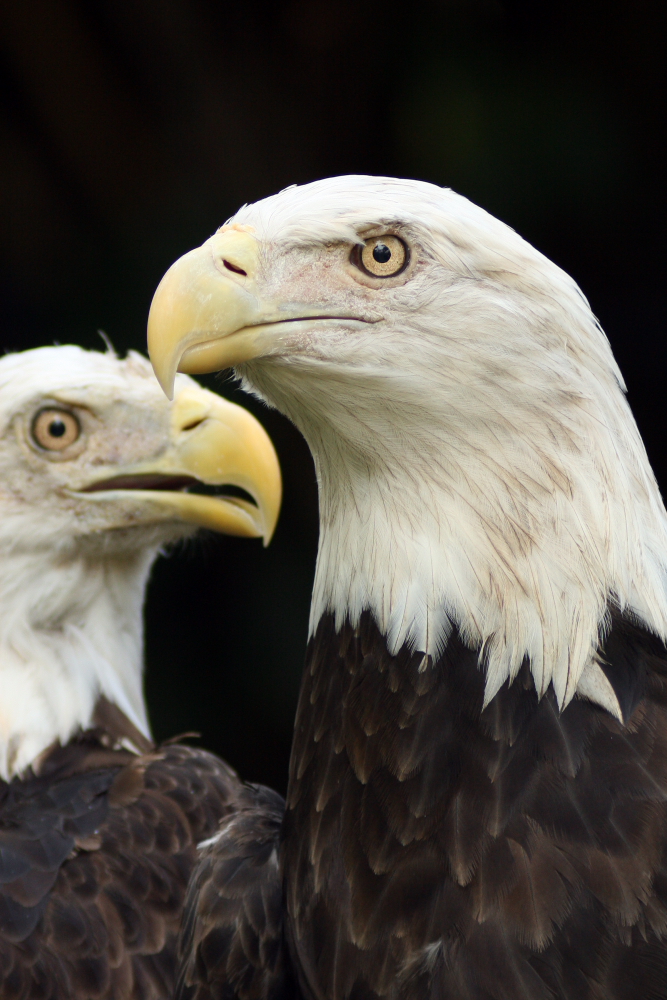 Eagle Pair
