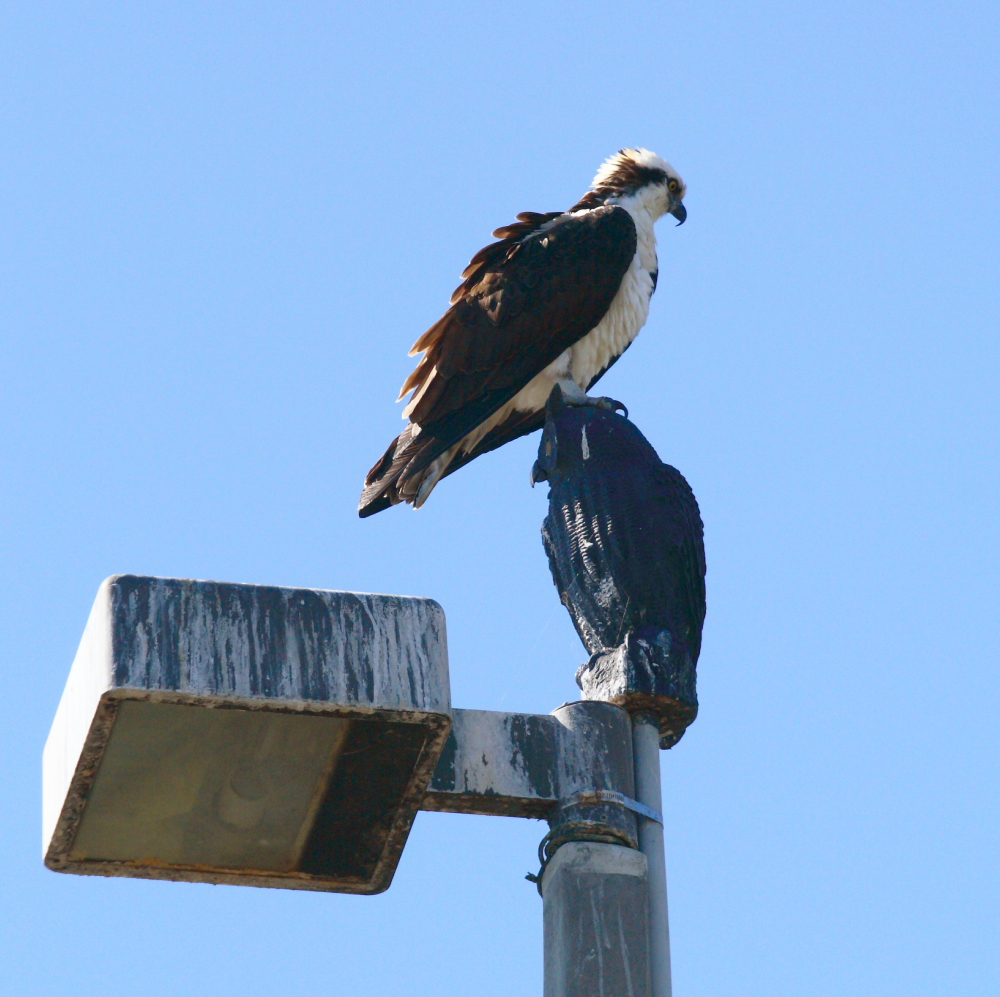 osprey fishing perch