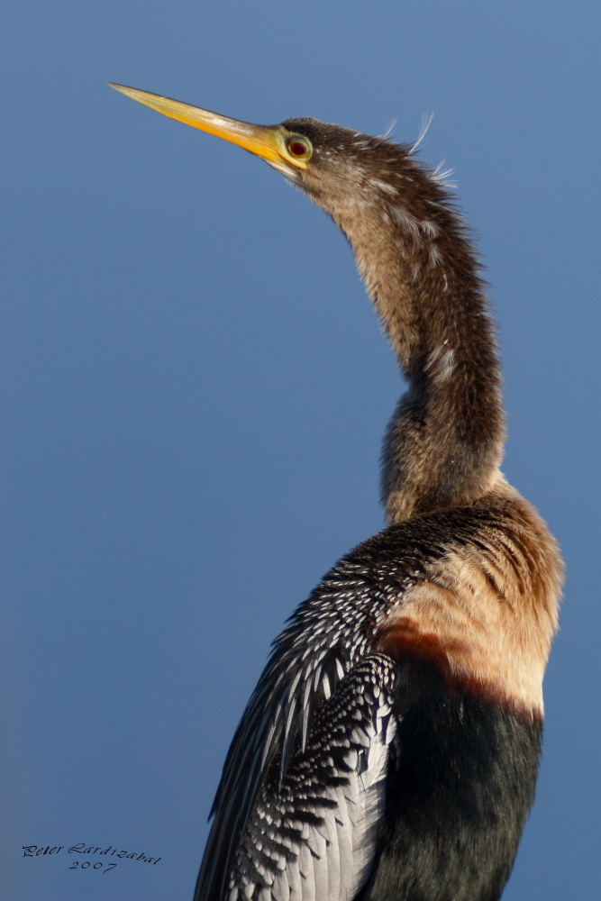 Anhinga female