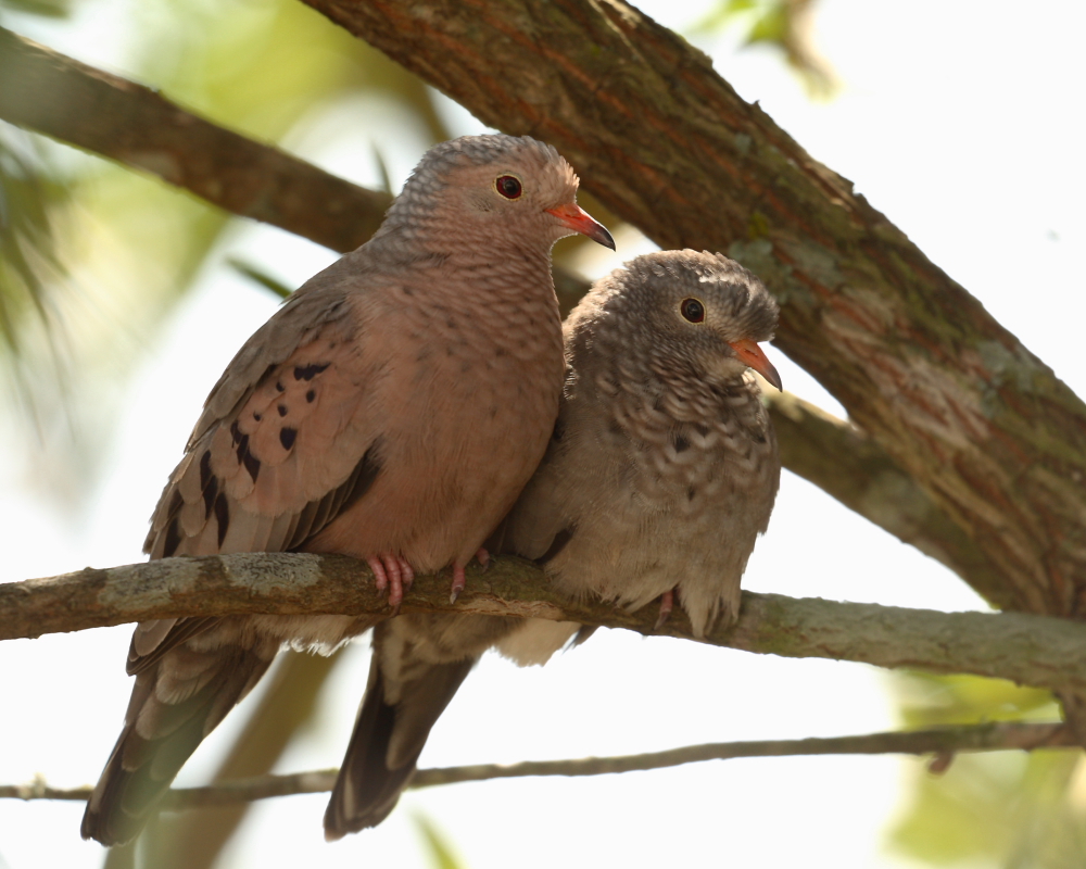Backyard Sweethearts