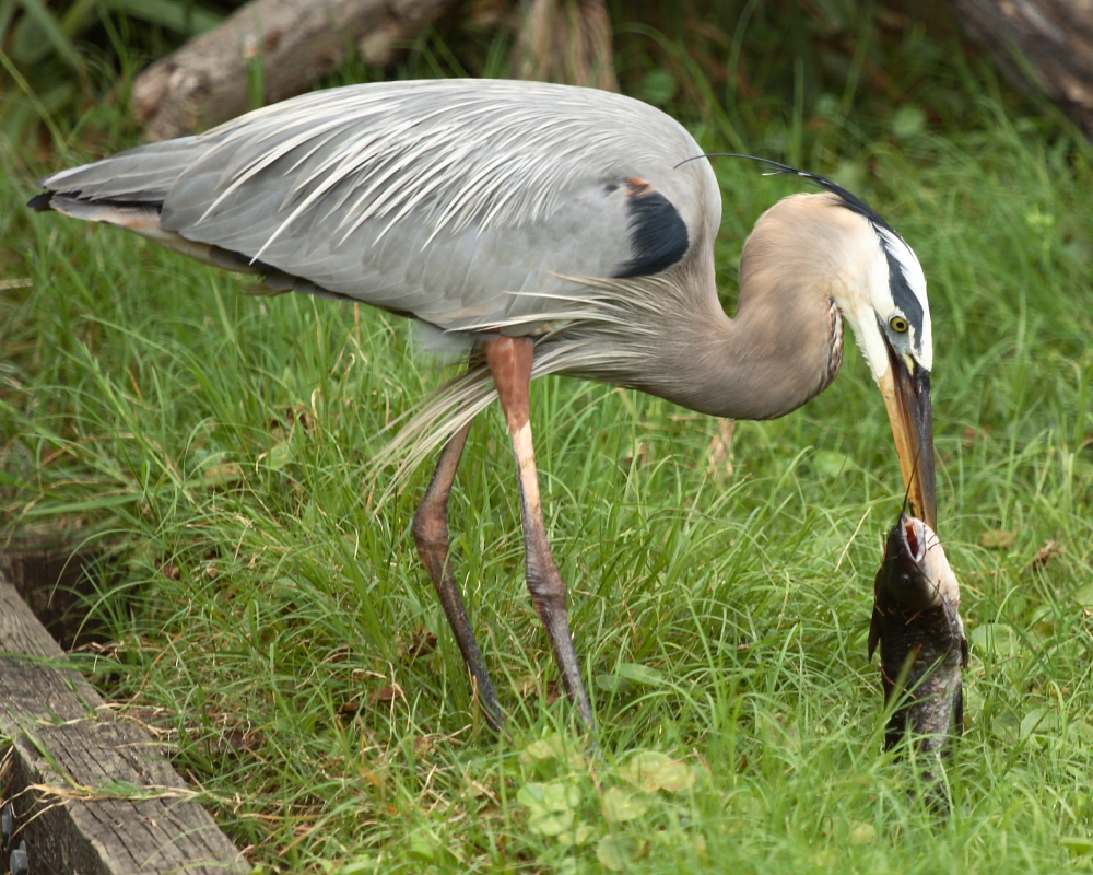 Great Blue Heron and catfish