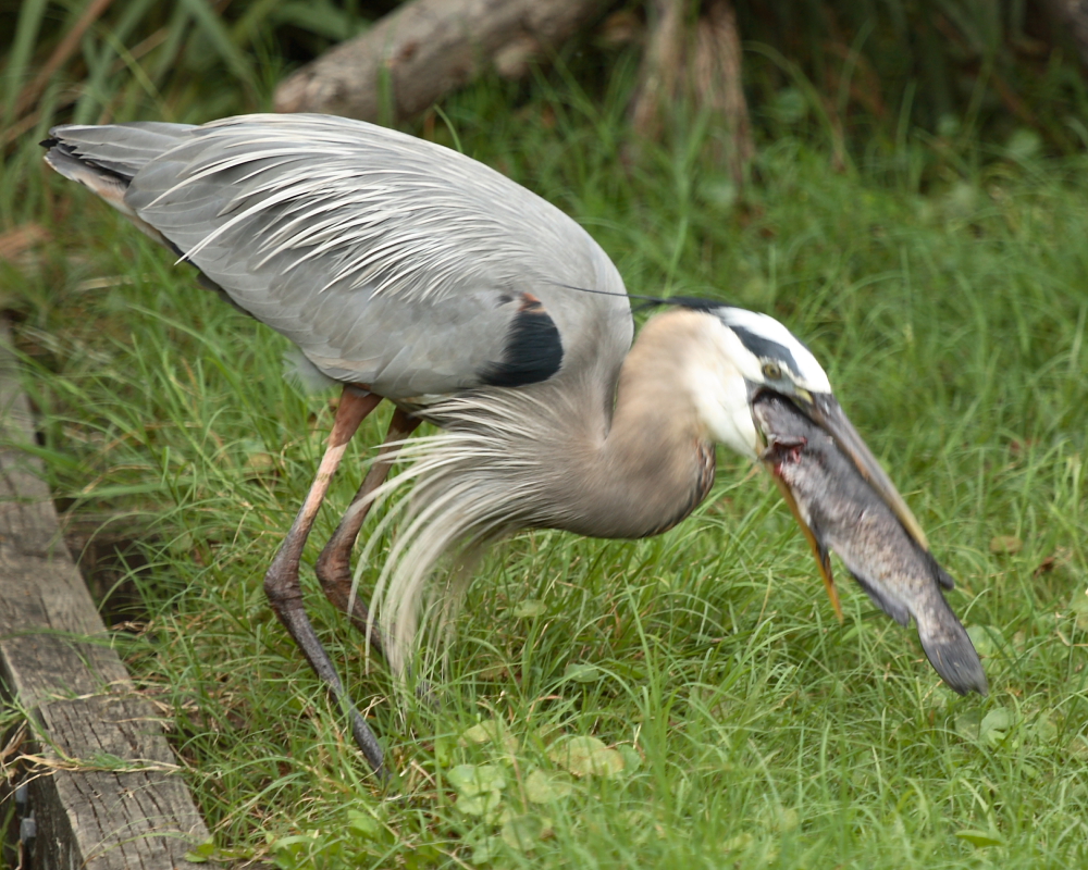 Great Blue Heron and catfish II