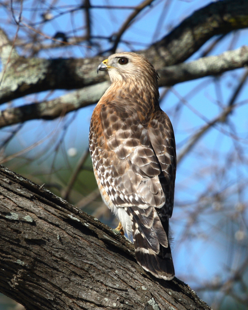 Pretty bird