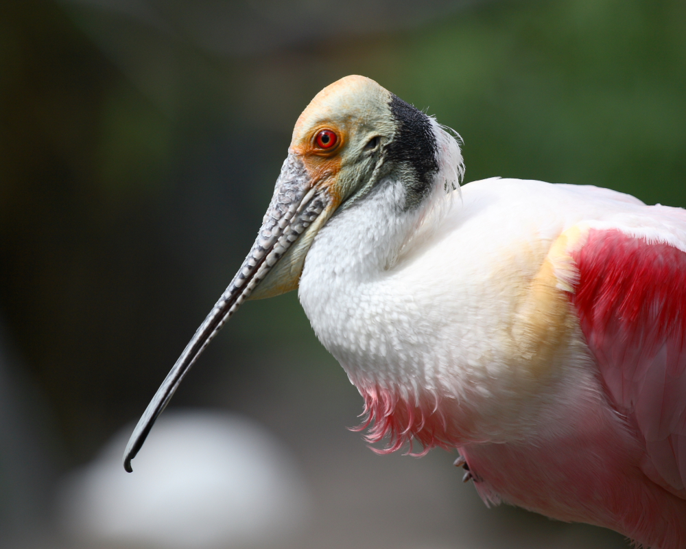 ugly(?) pretty bird