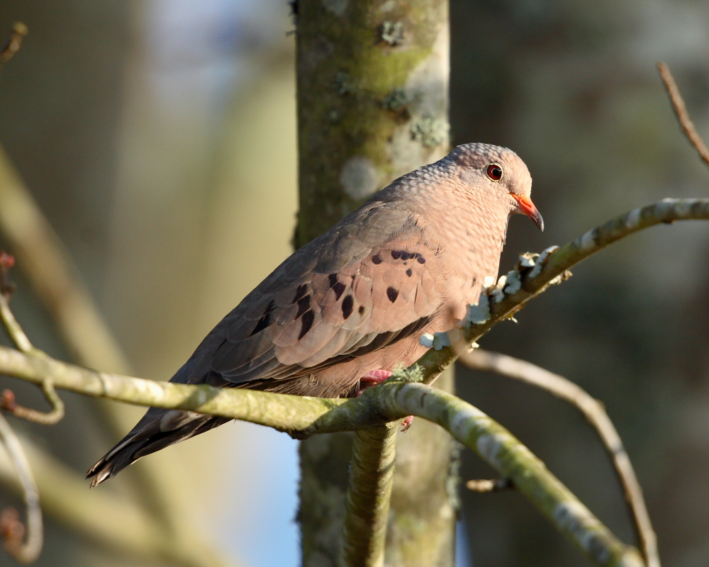 Ground Dove