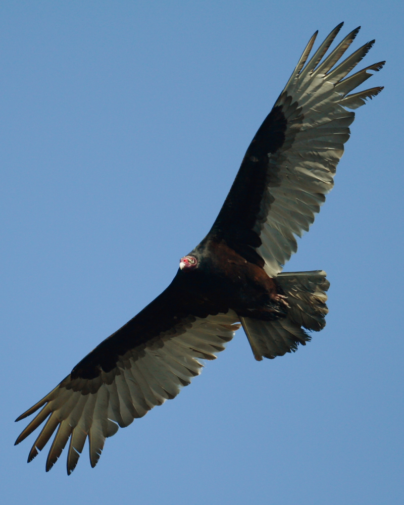 Soaring