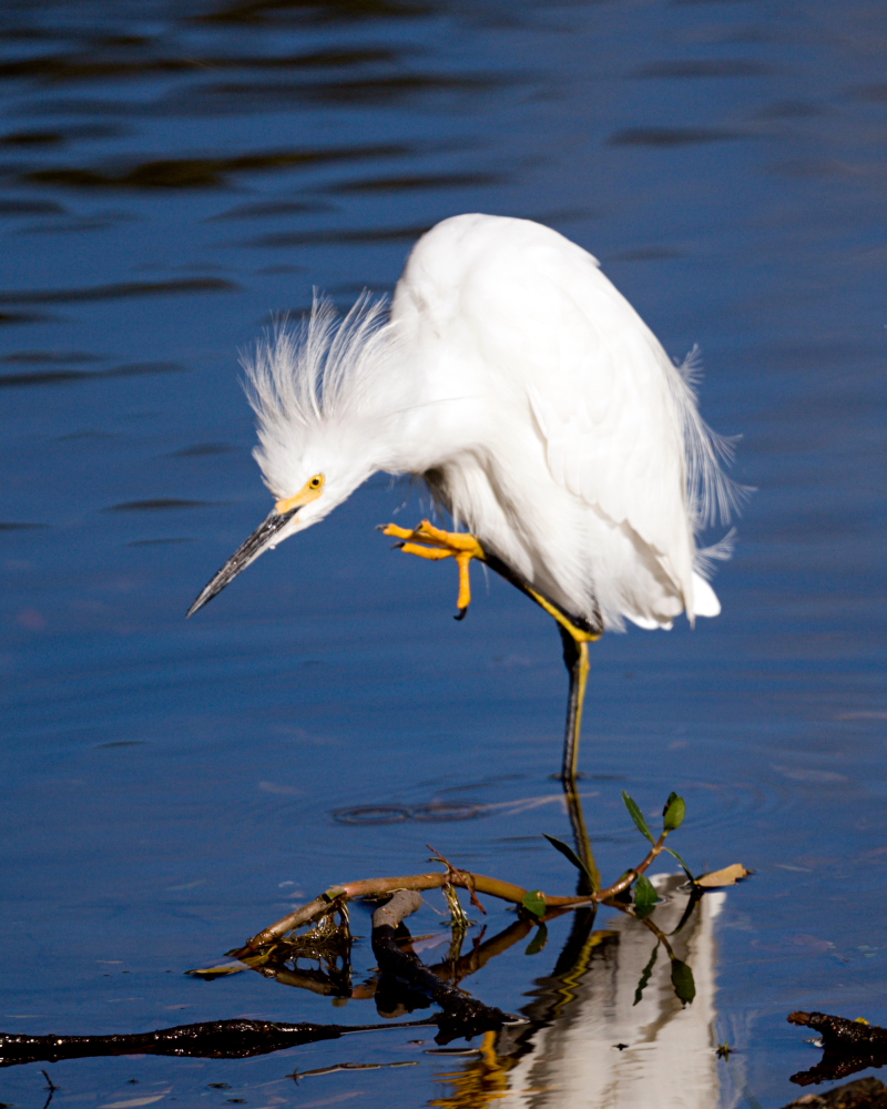 Thats Master Egret!