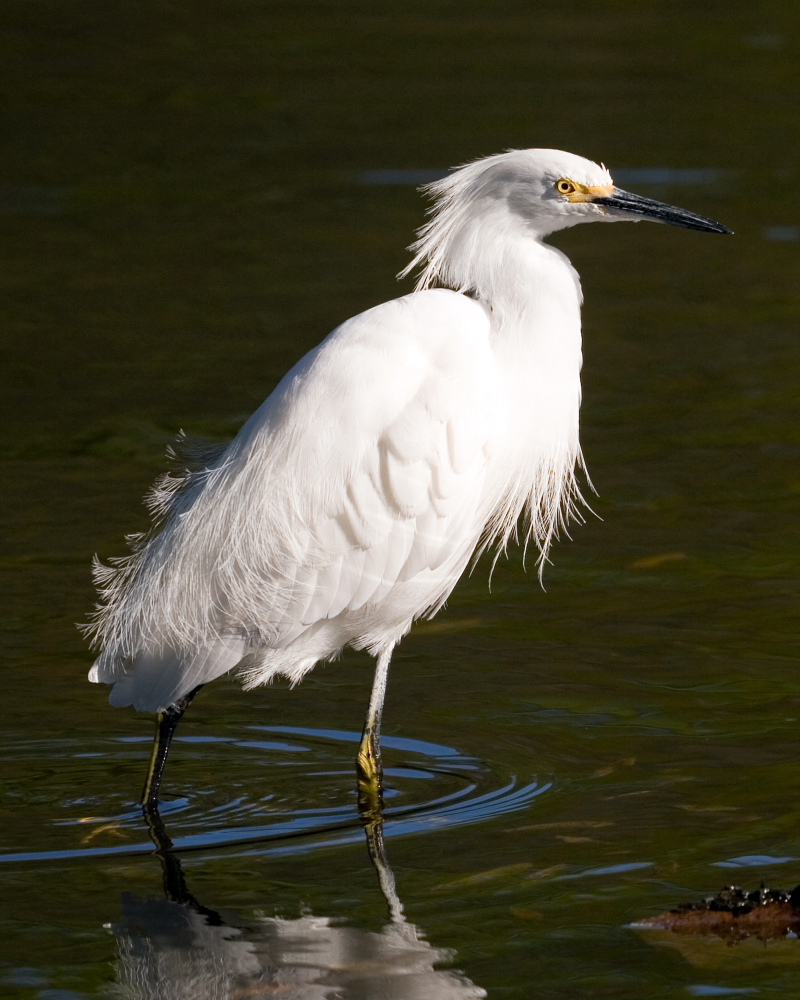 Sharp dressed bird