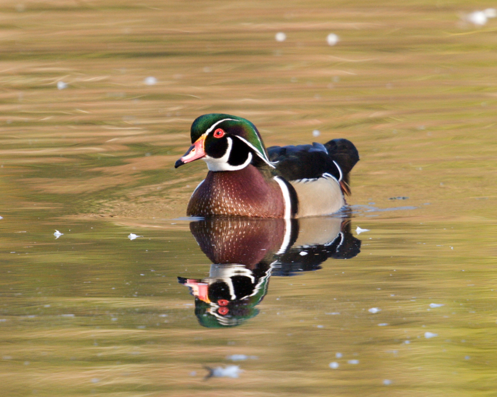 Wood Duck