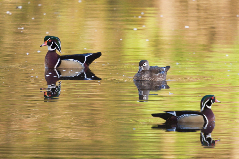 Wood Ducks